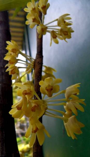 Dendrobium pleianthum