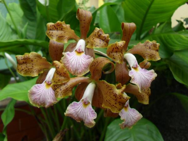 Cattleya velutina