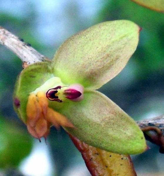 Green and pink mystery - flower closeup