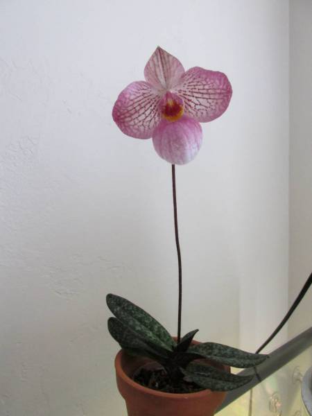 paph magic lantern