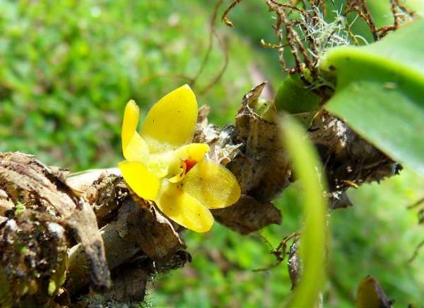 bright yellow orchid (more of plant)