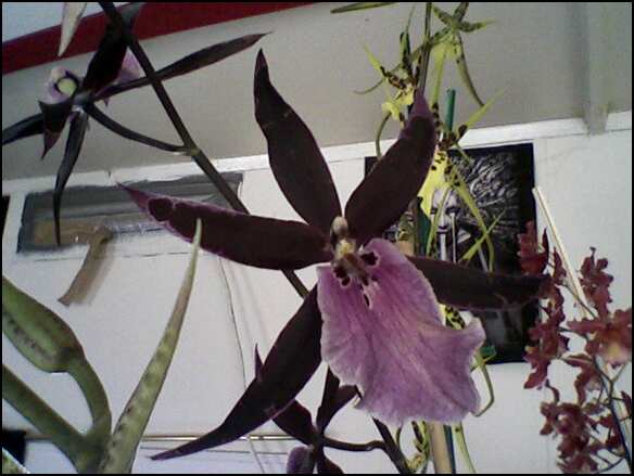 orchid41