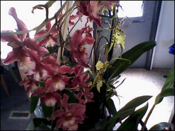 orchid71