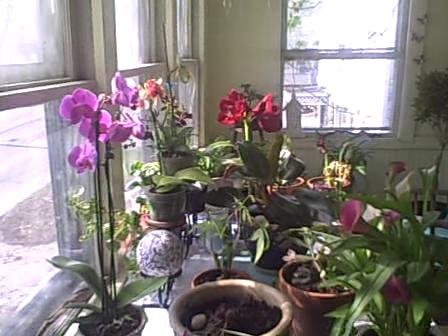 orchids_in_the_sunlight