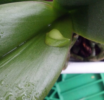 phal_leaf_02