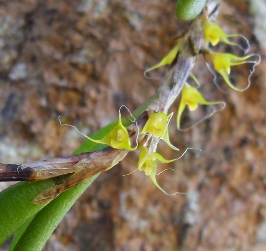 straggly_bulbophyllum