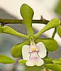 2015_Epidendrum_Floribundumclose-up4orchidboard.jpg