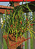 2015_Maxillaria_Tenufolia_4N.jpg