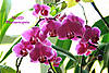 2015_NOIDPhalaenopsis4orchidboard.jpg