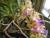 Aerides_houlletiana_002.JPG