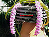 Aerides_multiflora.jpg