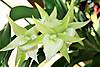 Angraecum_Crestwood_Tomorrow_Star.JPG