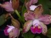 Blc_Waianae_Leopard_Ching_Hua_Lipiec_2008.JPG