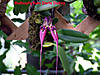 Bulbophyllum_Doris_Dukes.jpg