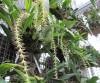 Bulbophyllum_cocoinum.JPG