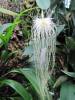 Bulbophyllum_medusae_1.jpg