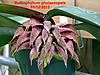 Bulbophyllum_phalaenopsis_0512.JPG