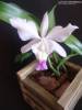 CATTLEYA_INTERMEDIA_1.jpg