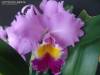 CATTLEYA_LABIATA.jpg