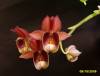 Catasetum_Olga_galeritum_X_pileatum_3.JPG