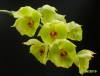 Catasetum_Susan_Fuchs_Vi_s_Choice_.jpg