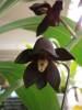 Catasetum_Ten_Dragons_female_male_upper_background_.JPG