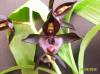 Catasetum_Ten_Dragons_tenebrosum_X_Dragon_s_Teeth_.JPG