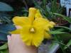 Cattleya_Unknown_Yellow_bloom_Small_.JPG