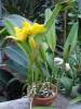 Cattleya_Unknown_Yellow_plant_Small_.JPG