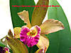 Cattleya_Waianae-Leopard_X_Richard_Muellar.jpg