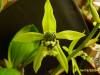 Coelogyne_South_Carolina_Maplewood_2.JPG