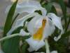 Coelogyne_cristata_bloom_Small_.JPG