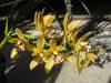 Cymbidium_Pathfinder_bloom1_Small_.JPG