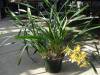 Cymbidium_Pathfinder_plant_Small_.JPG