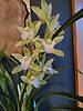 Cymbidium_Sweer_Heart_Spring_Pearl2.jpg