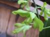 Dendrobium_Genting_Royal_and_Encyclia_prismatocarpa_012.JPG