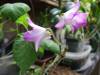 Dendrobium_Nobile_Star_Isle_001.JPG