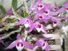 Dendrobium_Perinii.JPG