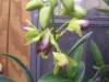 Dendrobium_Thongchai_Gold_Double_Delight_002.JPG