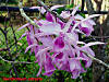 Dendrobium_adrasta.jpg