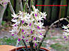 Dendrobium_amethystoglossum.jpg