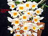 Dendrobium_farmeri1.jpg