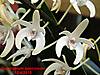 Dendrobium_speciosum_macro.JPG