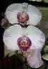 Dtps_Happy_Valentine_x_Phal_New_Eagle_4-30-10.jpg