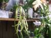 Encyclia_cochleata_001.JPG