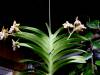 Encyclia_cochleata_002.JPG