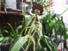 Encyclia_cochleata_008.JPG