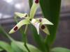 Encyclia_prismatocarpa_blooms_8-17-2012_014.JPG