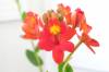 Epidendrum_Fire_Engine_Noid.jpg