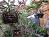 Greenhouse_as_of_9-7-2012_001.JPG